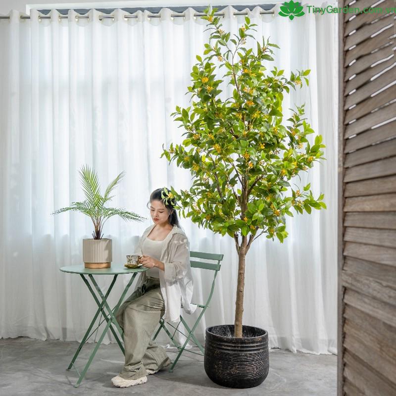 cau gia mang phong thuy xau hay tot 3